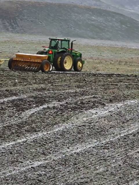 Rangeland drill sowing native grass seed