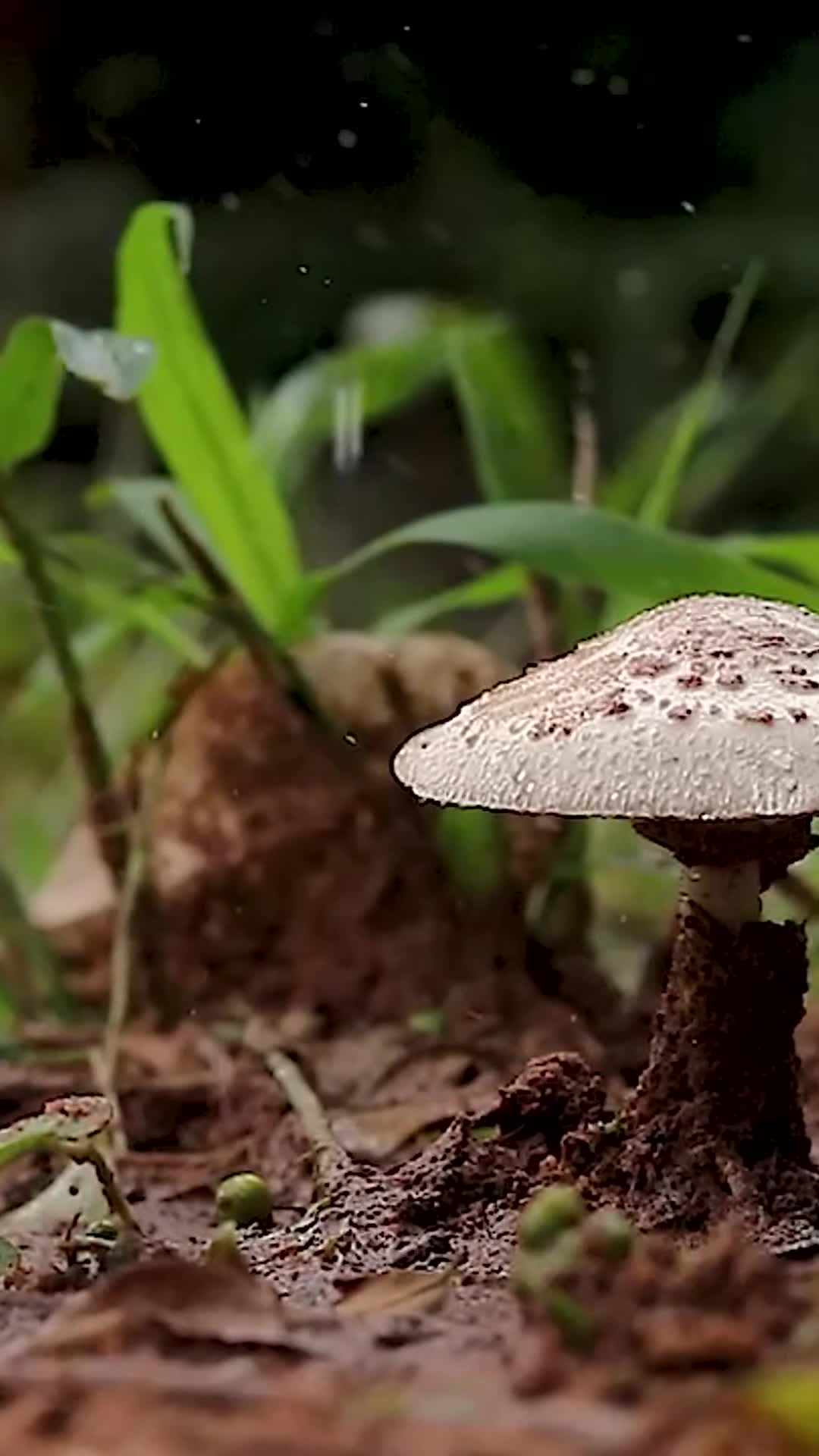 Mushrooms on the forest floor